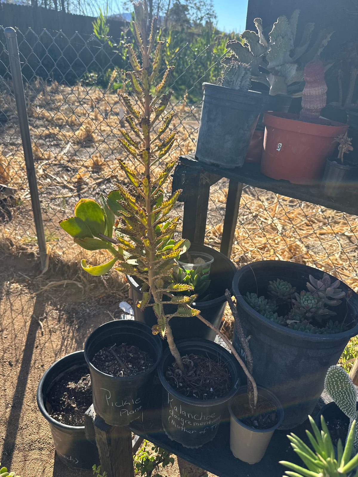Mother of Thousands Plant: Kalanchoe Succulent