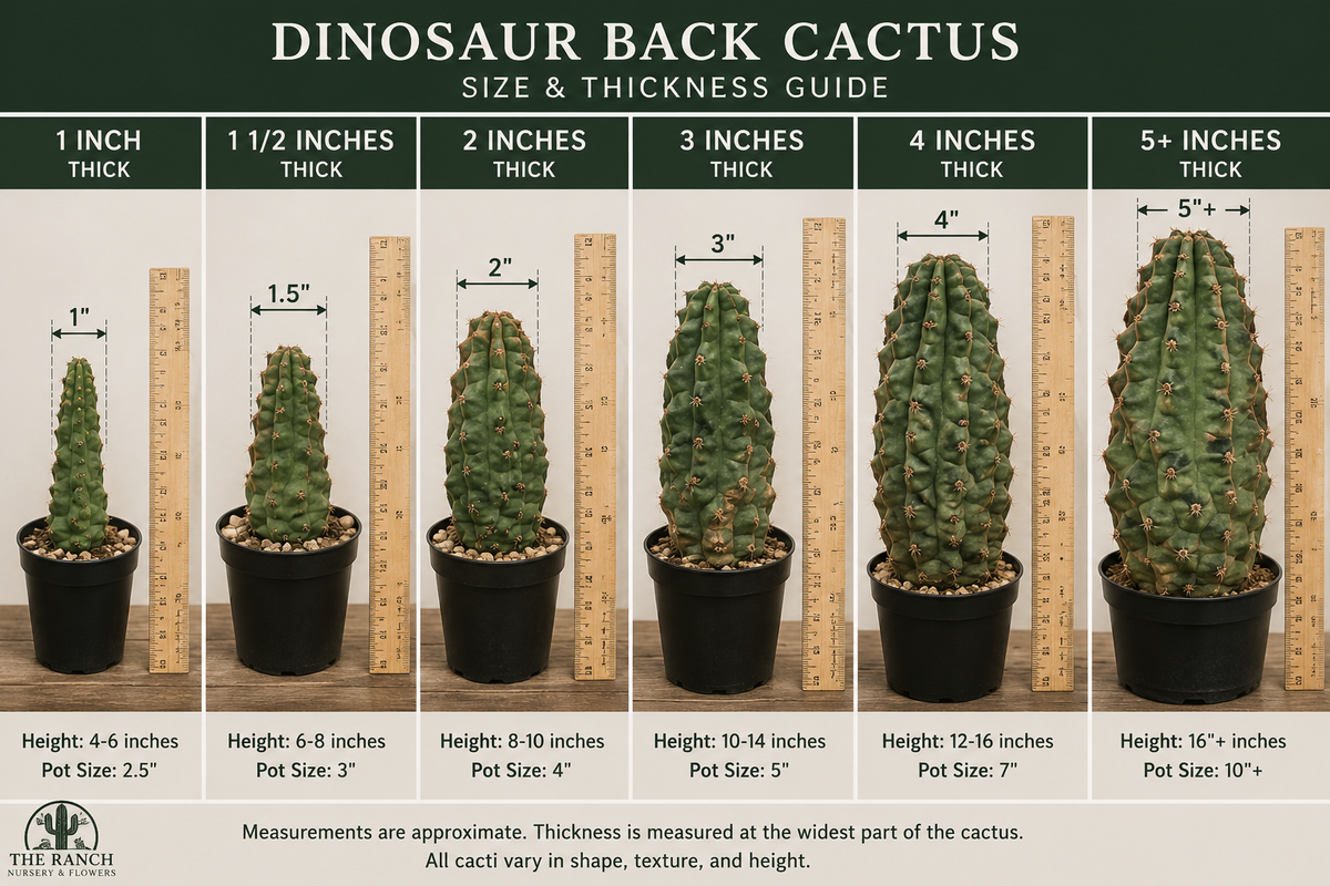 Dinosaur Back Cactus