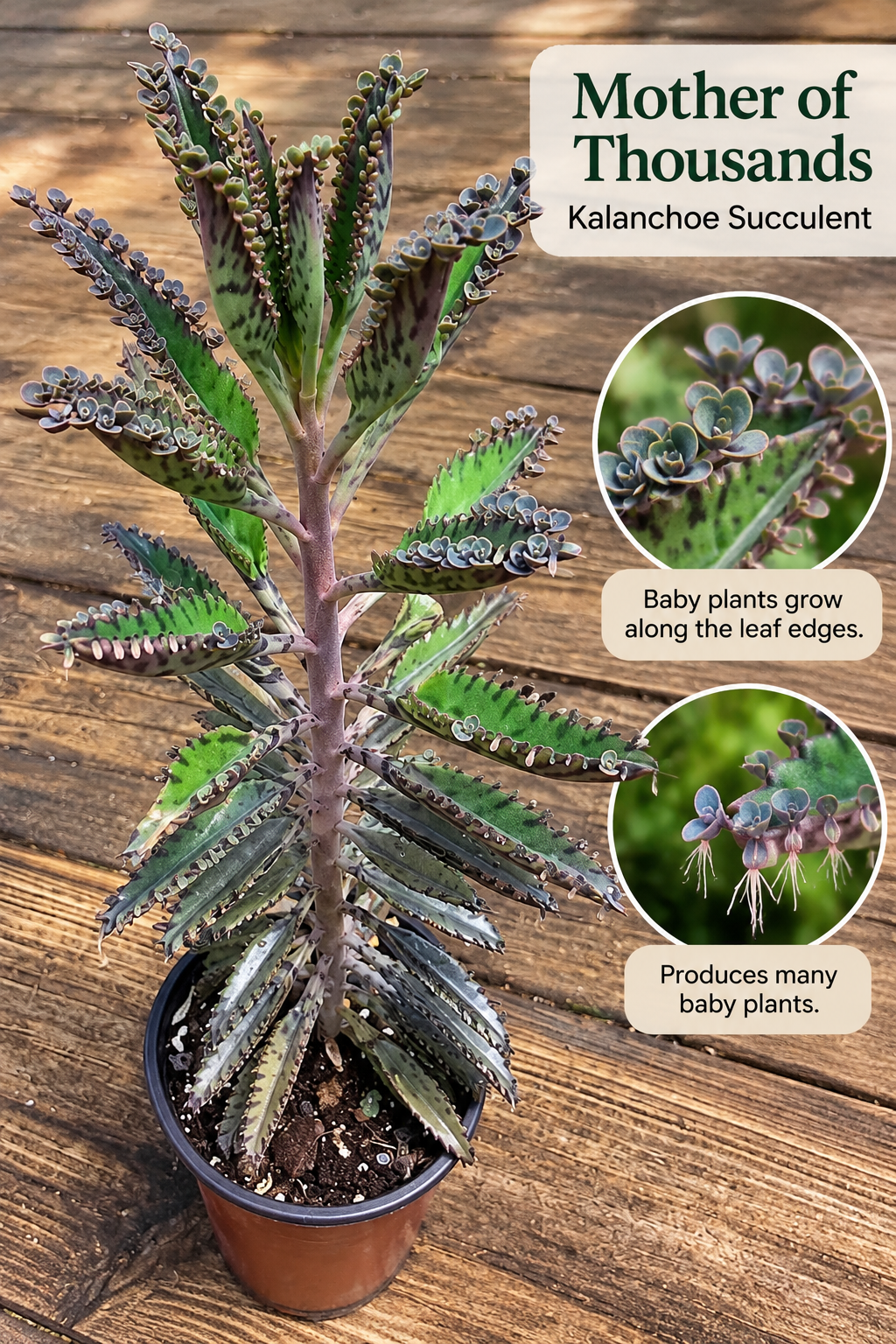 Mother of Thousands Plant: Kalanchoe Succulent