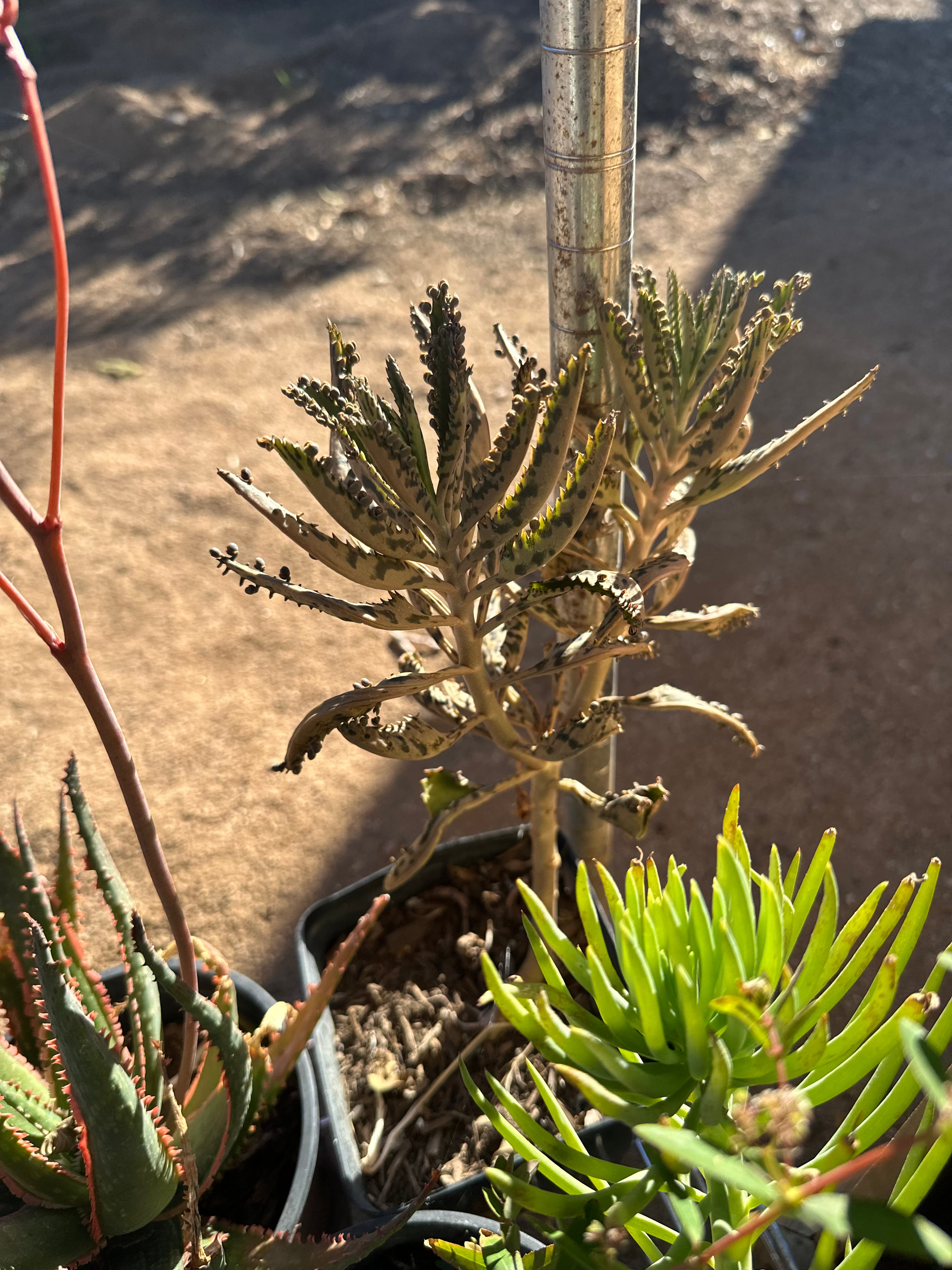Mother of Thousands Plant: Kalanchoe Succulent